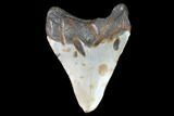 Bargain, Fossil Megalodon Tooth - North Carolina #101252-2